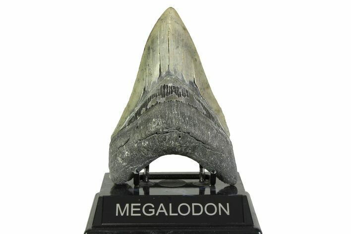 Serrated, Fossil Megalodon Tooth - North Carolina #356702